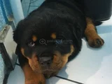Macar Saf Rot Yavruları