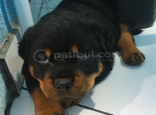 Macar Saf Rot Yavruları görsel