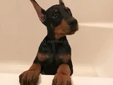 Her Renkte Safkan Doberman Yavruları