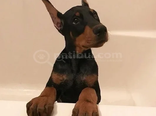 Her Renkte Safkan Doberman Yavruları görsel