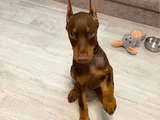 Her Renkte Safkan Doberman Yavruları