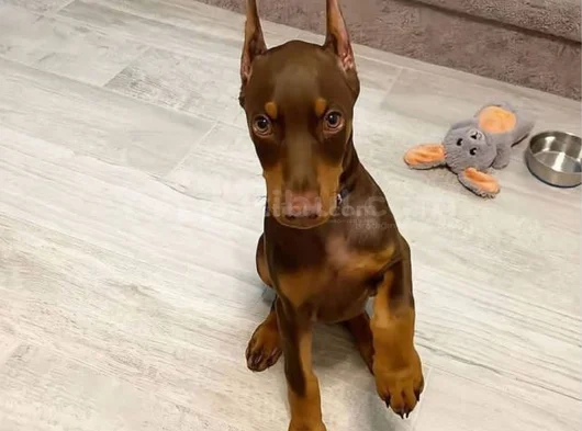 Her Renkte Safkan Doberman Yavruları görsel