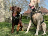 Her renkte safkan doberman yavruları