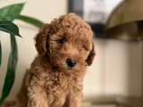 SAF KAN YÜKSEK KALİTE TOY POODLE YAVRULARIMIZ
