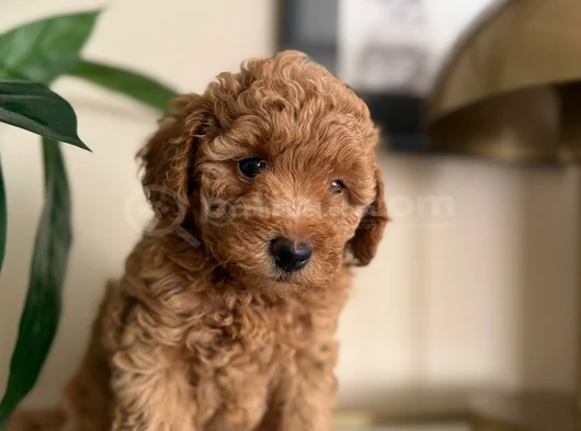 Saf Kan Yüksek Kali̇te Toy Poodle Yavrularimiz