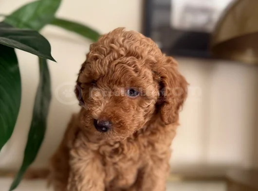 Saf Kan Yüksek Kali̇te Toy Poodle Yavrularimiz görsel