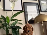 Saf Kan Yüksek Kali̇te Toy Poodle Yavrularimiz