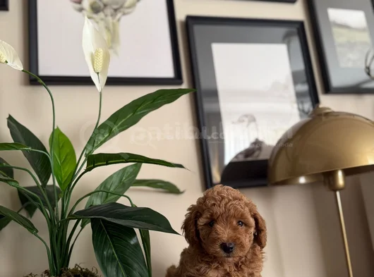 Saf Kan Yüksek Kali̇te Toy Poodle Yavrularimiz görsel