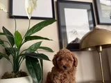 Saf Kan Yüksek Kali̇te Toy Poodle Yavrularimiz