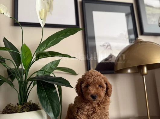 Saf Kan Yüksek Kali̇te Toy Poodle Yavrularimiz görsel