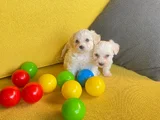 Maltese Terrier Bebekler