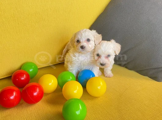 Maltese Terrier Bebekler görsel