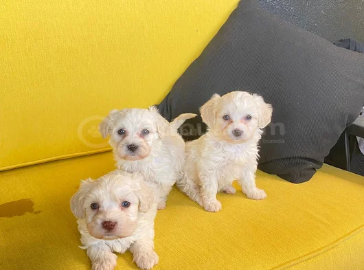 Maltese Terrier Bebekler görsel