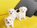 Maltese Terrier Bebekler