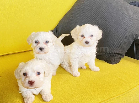 Maltese Terrier Bebekler