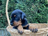 Her Renkte Safkan Doberman Yavruları