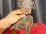 Her Renkte Safkan Doberman Yavruları