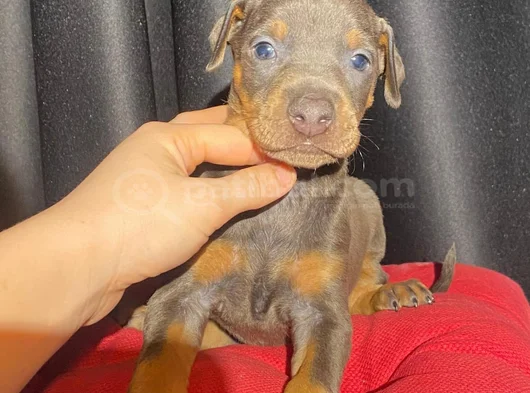 Her Renkte Safkan Doberman Yavruları görsel