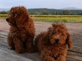 Toy Poodle Yavrularımız