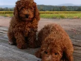 Toy Poodle Yavrularımız