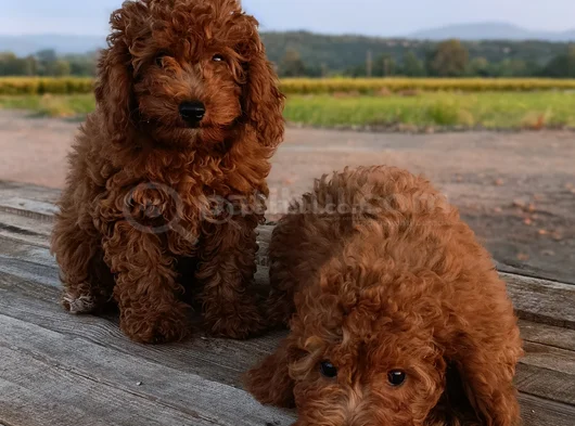 Toy Poodle Yavrularımız görsel