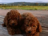 Toy Poodle Yavrularımız
