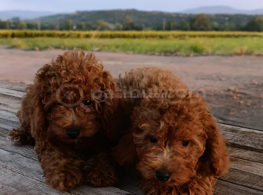 Toy Poodle Yavrularımız görsel