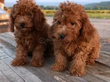 Toy Poodle Yavrularımız
