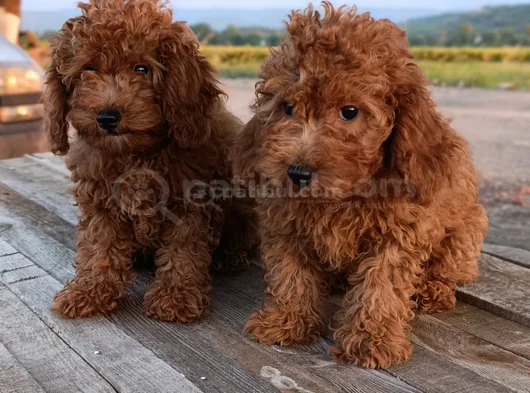 Toy Poodle Yavrularımız görsel