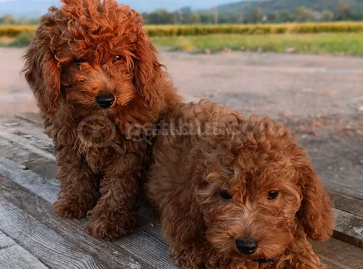 Toy Poodle Yavrularımız görsel