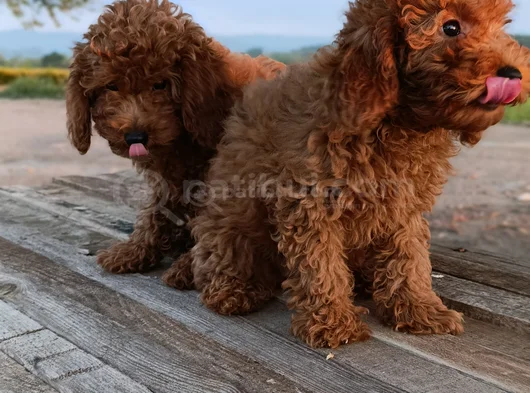Toy Poodle Yavrularımız görsel