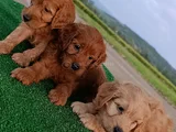 Cockapoo