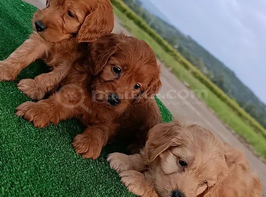 Cockapoo görsel