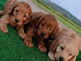 Cockapoo