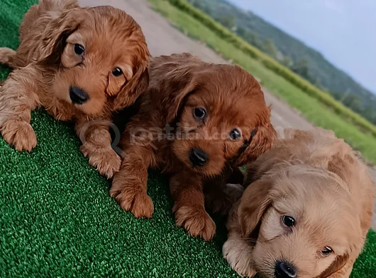 Cockapoo görsel
