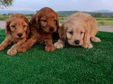 Cockapoo