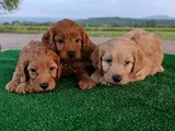 Cockapoo