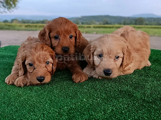 Cockapoo görsel