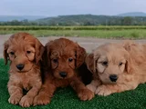 Cockapoo