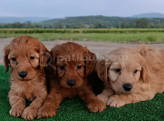 Cockapoo görsel