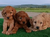 Cockapoo