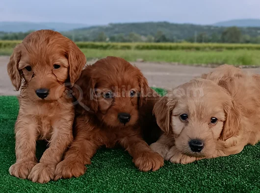 Cockapoo görsel