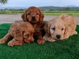 Cockapoo