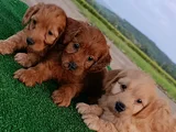 Cockapoo