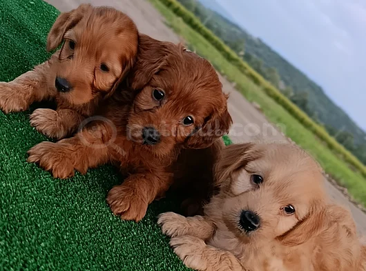 Cockapoo görsel