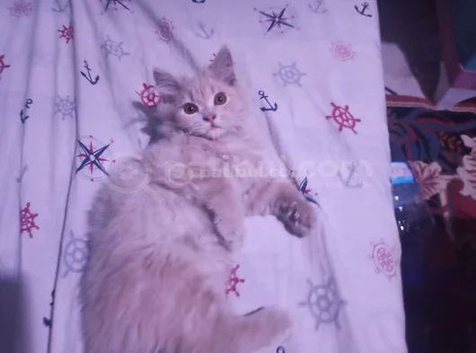 Britşh Longhair Yavru görsel