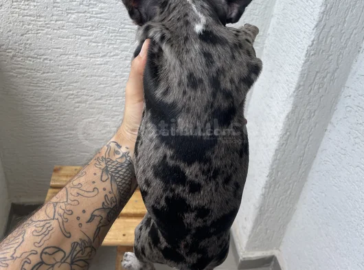 2 Aylık Sağlıklı Dişi French Bulldog Lilac Merle görsel