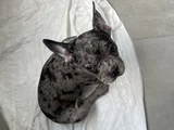 2 aylık sağlıklı dişi french bulldog lilac merle