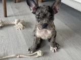 2 Aylık Sağlıklı Dişi French Bulldog Lilac Merle
