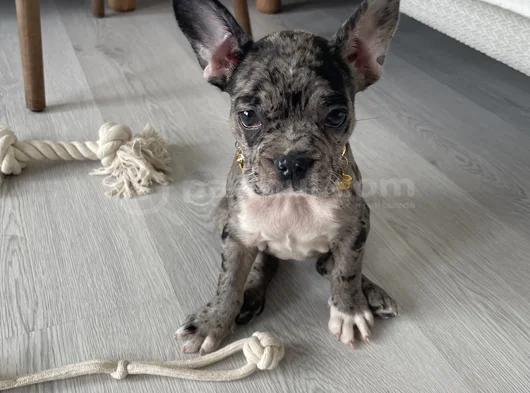 2 Aylık Sağlıklı Dişi French Bulldog Lilac Merle görsel